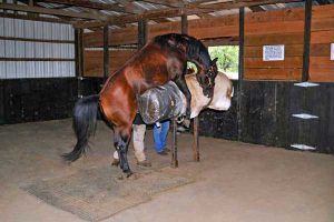 Stallion station servicing all breeds - Collection in Progress