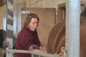 Learning how to inseminate at our one-on-one horse breeding tuition courses