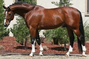Oklahoma stallion station servicing all breeds - Apiro