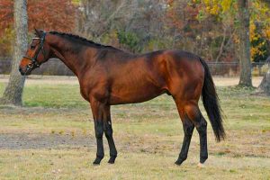 Oklahoma stallion station servicing all breeds - Baatesh