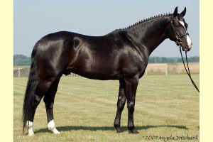 Oklahoma stallion station servicing all breeds - ES Black Tie