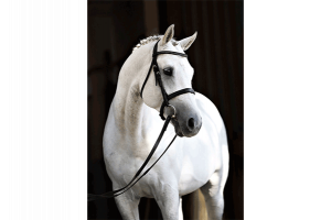 Oklahoma all breed stallion station - Clinton's Heart