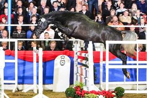 Oklahoma all breed stallion station - Clinton's Heart