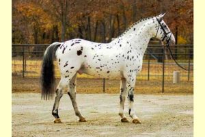 Oklahoma stallion station servicing all breeds - Colorado Skrodstrup