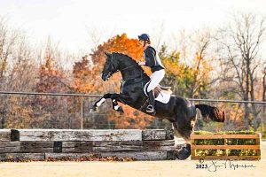 Oklahoma all breed stallion station - Dante XC