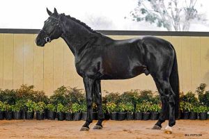 Oklahoma stallion station servicing all breeds - Dracula d'Avalon