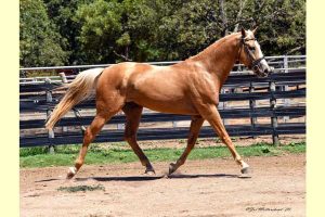 Oklahoma stallion station servicing all breeds - Gladiator d'Avalon