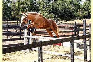 Oklahoma stallion station servicing all breeds - Gladiator d'Avalon