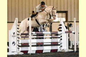 Oklahoma stallion station servicing all breeds - Goldmaker