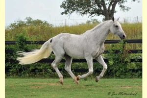Oklahoma stallion station servicing all breeds - Mannhattan