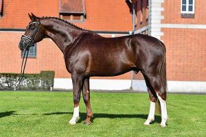 Oklahoma all breed stallion station - Nechristo