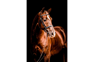 Oklahoma all breed stallion station - Nechristo