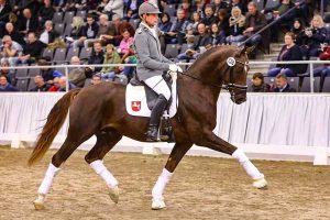 Oklahoma all breed stallion station - Nechristo