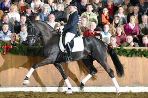 Oklahoma stallion station servicing all breeds - Sarkozy Dressage Under Saddle