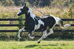 Oklahoma stallion station servicing all breeds - Sempatico M