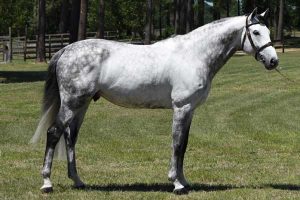 Oklahoma stallion station servicing all breeds - Silver Creek's Validation