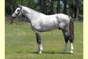 Oklahoma stallion station servicing all breeds - Vindication S