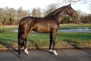 Oklahoma all breed stallion station - Candola