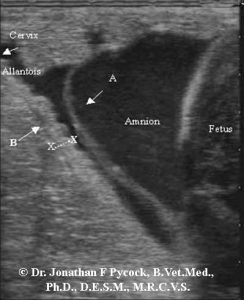 Placentitis in the Mare - diagnosis and treatment - Measuring CTUP per Ultrasound