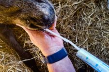 Failure of Passive Transfer - feeding the foal