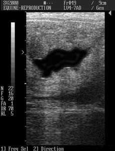 First steps in breeding a mare - Free Fluid in the Uterus