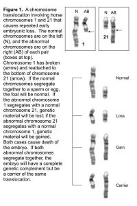 Chromosomal translocations in horses - image showing translocations