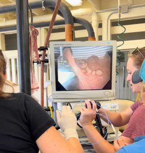 Regression of the endometrial cups - mare treatment