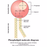 Sperm membrane lipid proﬁles - the phospholipid molecule structure