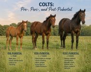 Predicting Breeding Soundness in Colts - Pre-, peri- and post-pubertal colts standing in a field with descriptors