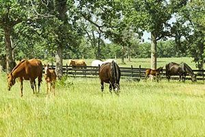 When to breed a mare - mares in summer grass