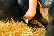 Failure of Passive Transfer - milking the mare to obtain colostrum