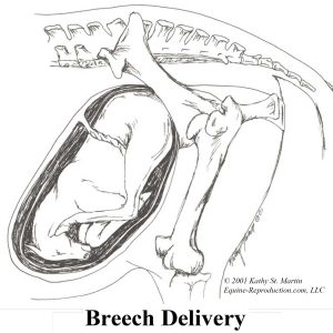 Backwards Foalings - Breech Delivery