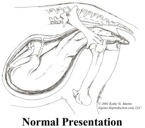 Backwards Foalings - normal presentation