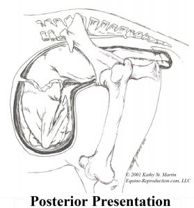Backwards Foalings - Posterior Presentation