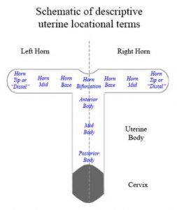 Embryo Migration and Maternal Recognition - uterine schematic