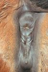 Good vulva