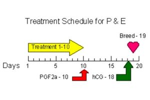 Progesterone and Estradiol Timing Diagram