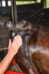 Successful breeding more than chance - Preparatory cleansing of the mare