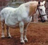 Ventral Ruptures in the Mare - The 19-year-old multiparous pregnant Percheron mare