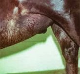 Ventral Ruptures in the Mare - mammary gland not visible