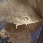 Simple Methods for Predicting Foaling - Waxing on the udder