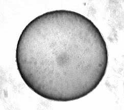 Equine Embryology - Expanded Blastocyst