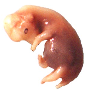 50 day equine fetus