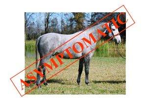 Equine Arteritis Factfile - Animals actively infectious with the EAV can be asymptomatic