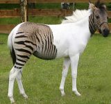Horse breeding ethics - A mixed-up zebra-horse cross?