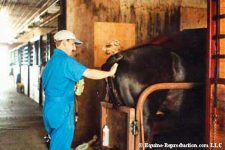 Artificial Insemination of the Mare - washing the mare