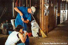 Artificial Insemination of the Mare - drawing up semen