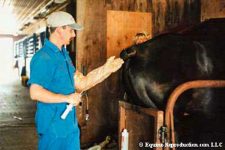 Artificial Insemination of the Mare - protecting the pipette