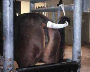 Restraint and careful preparation of the mare.