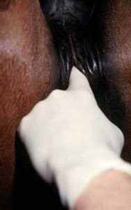 The level of the pelvis floor is determined.